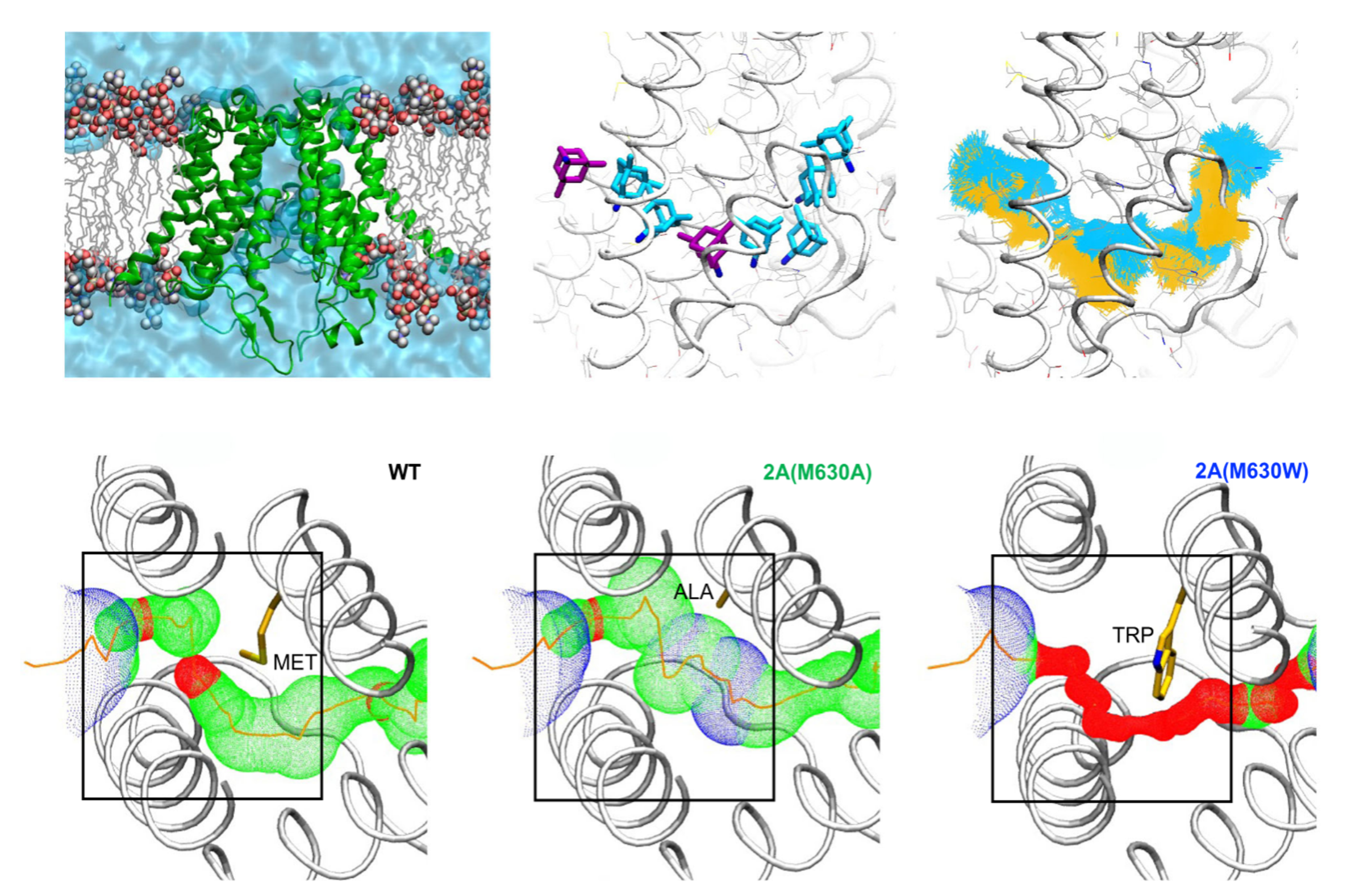 NMDA receptor transmembrane domain structure and function 